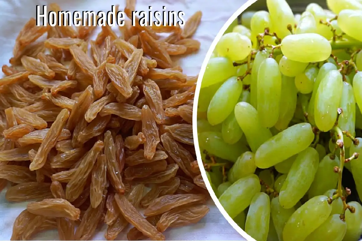 Raisin Making Racks Raisin Making Process | How Raisins Are Made Step by Step