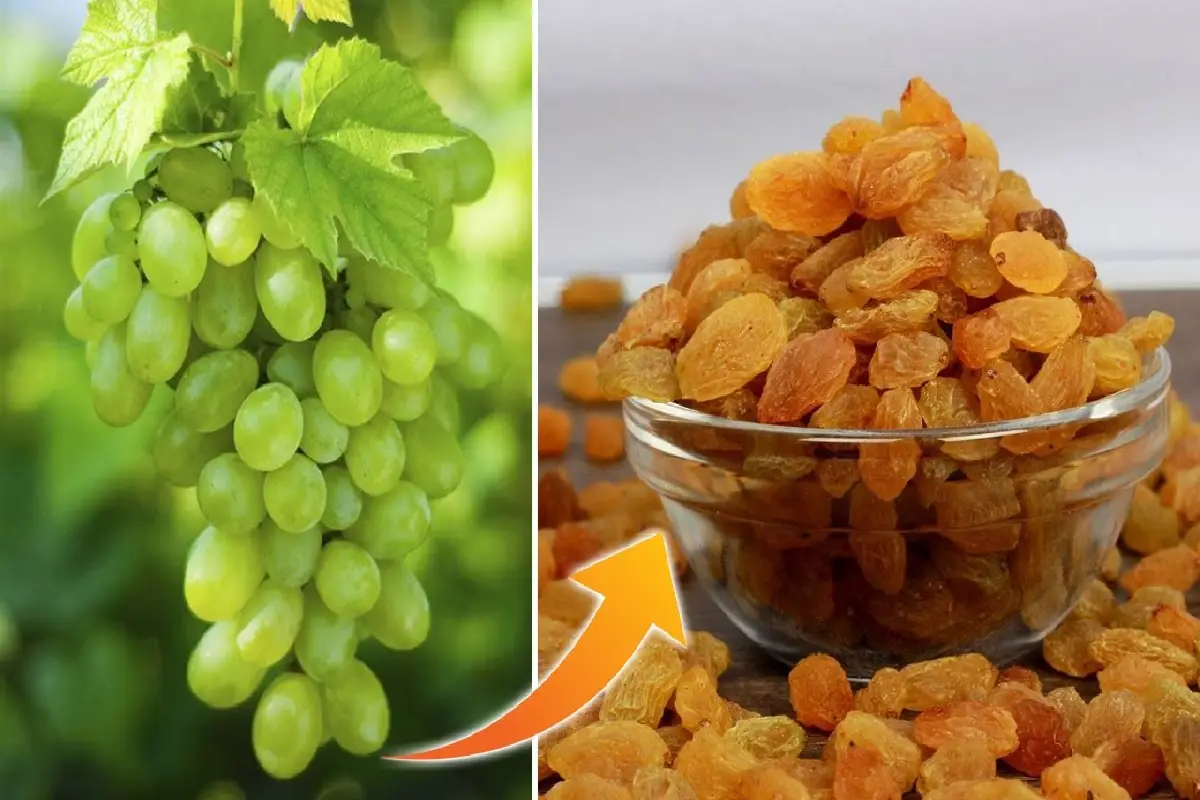 raisin making process