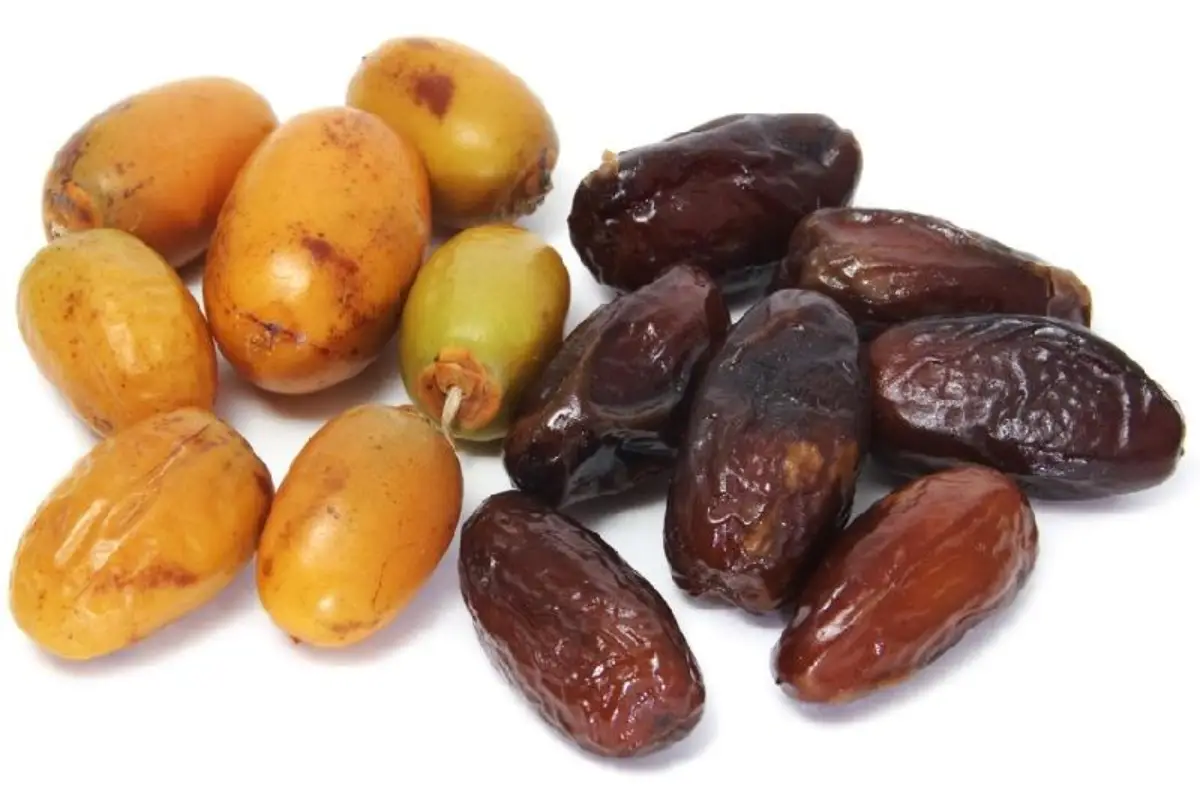 what do fresh dates look like