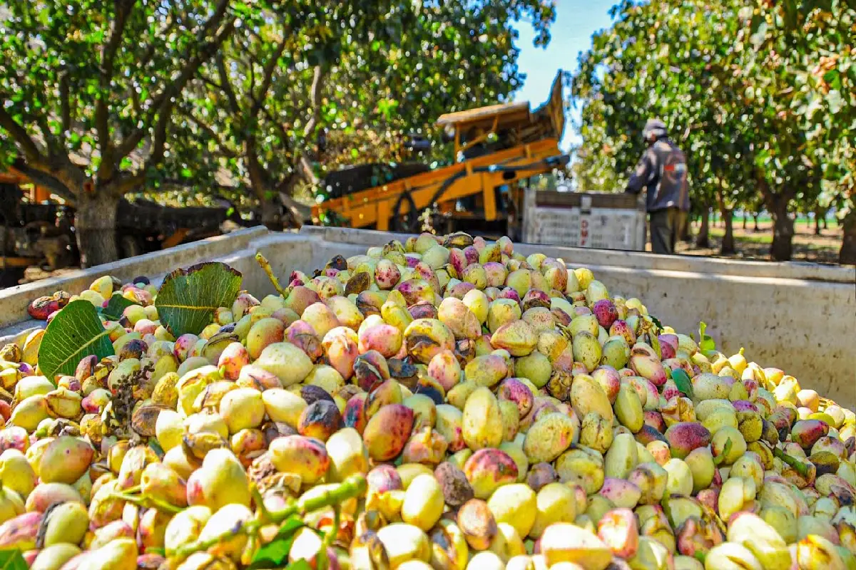 where do pistachios grow
