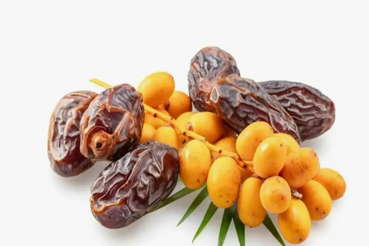 fresh dates vs dried dates