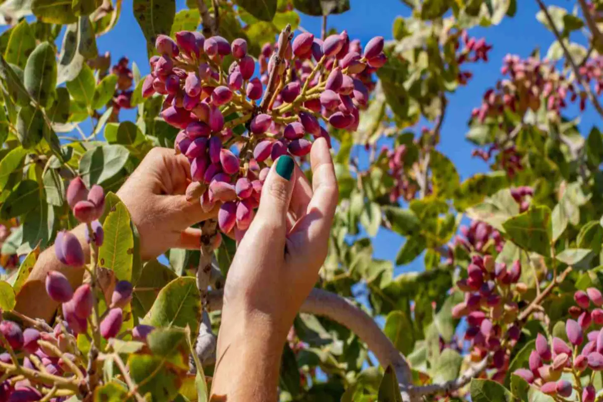 how do they harvest pistachios