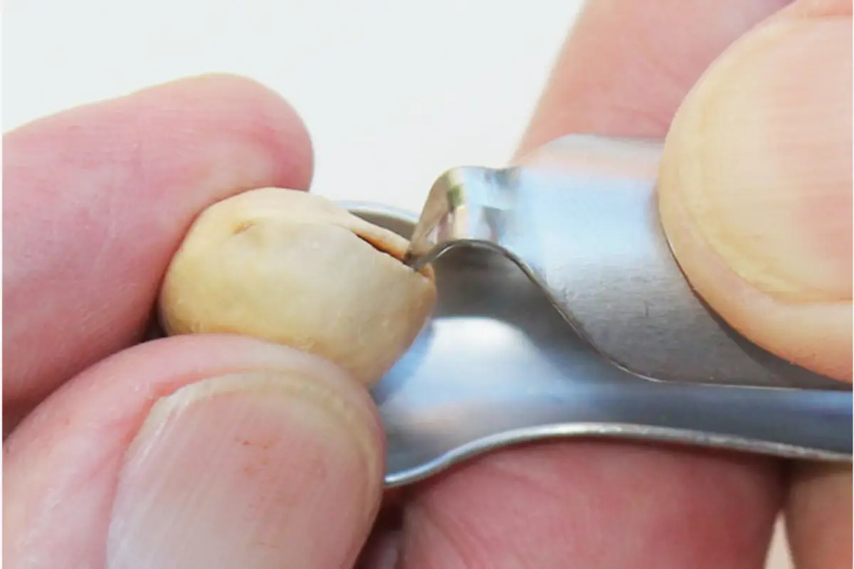 open pistachio