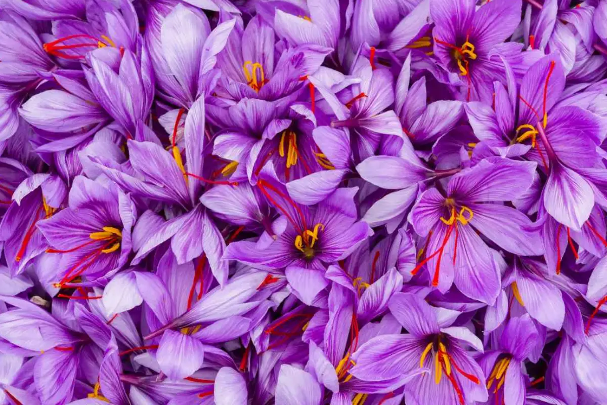 saffron color
