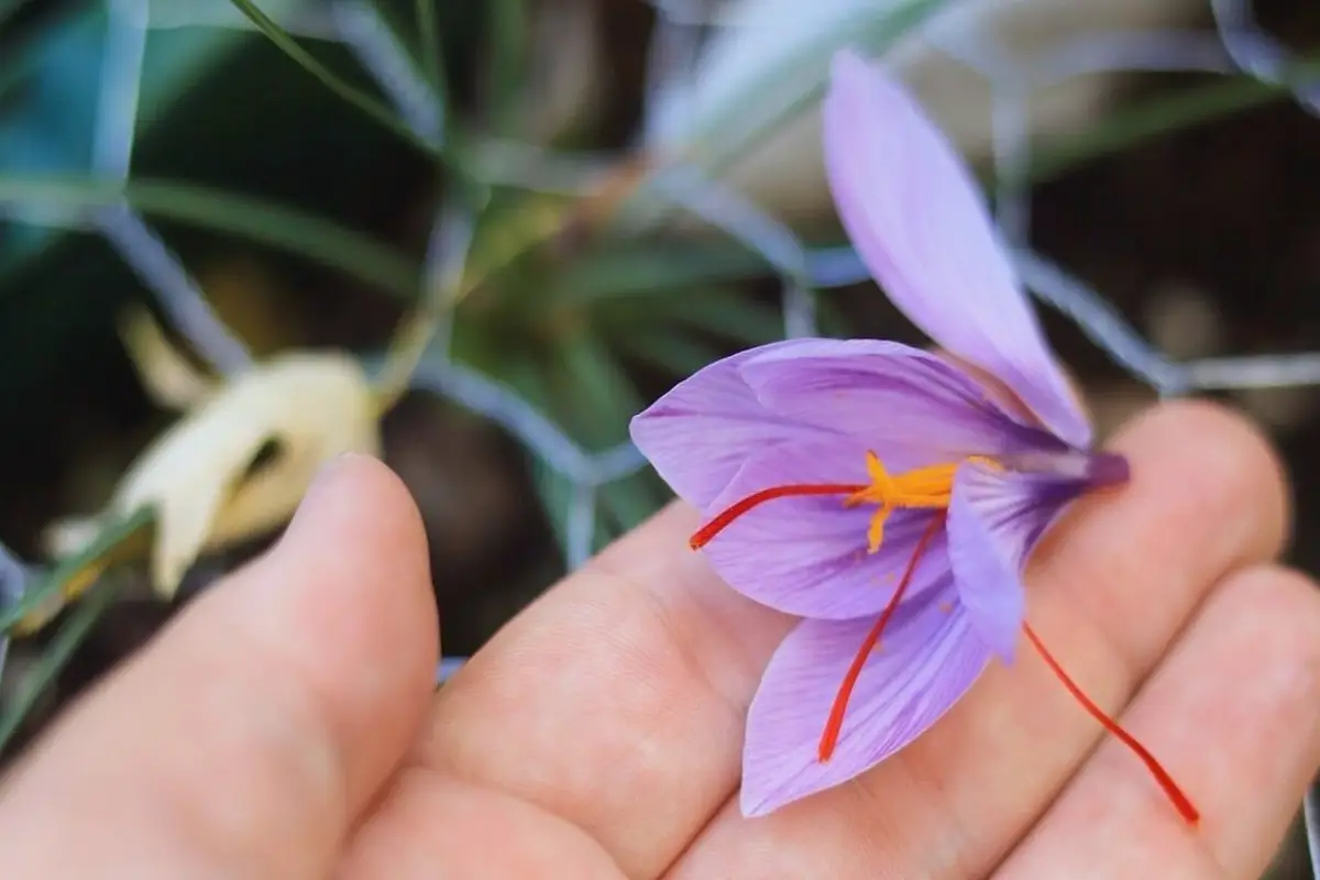 reasons for saffron cost